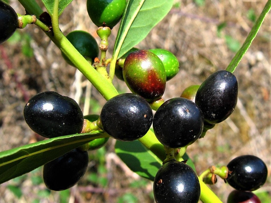 grappe de baie de laurier dans la nature