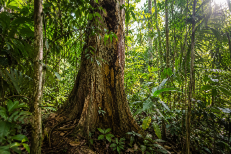 arbre de copaïer en amazonie