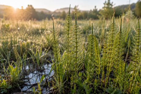 prêle des champs, le collagène naturel. Plante dans son environnement naturel.